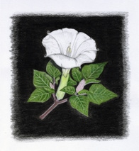 Moon Flower - Colored Pencil